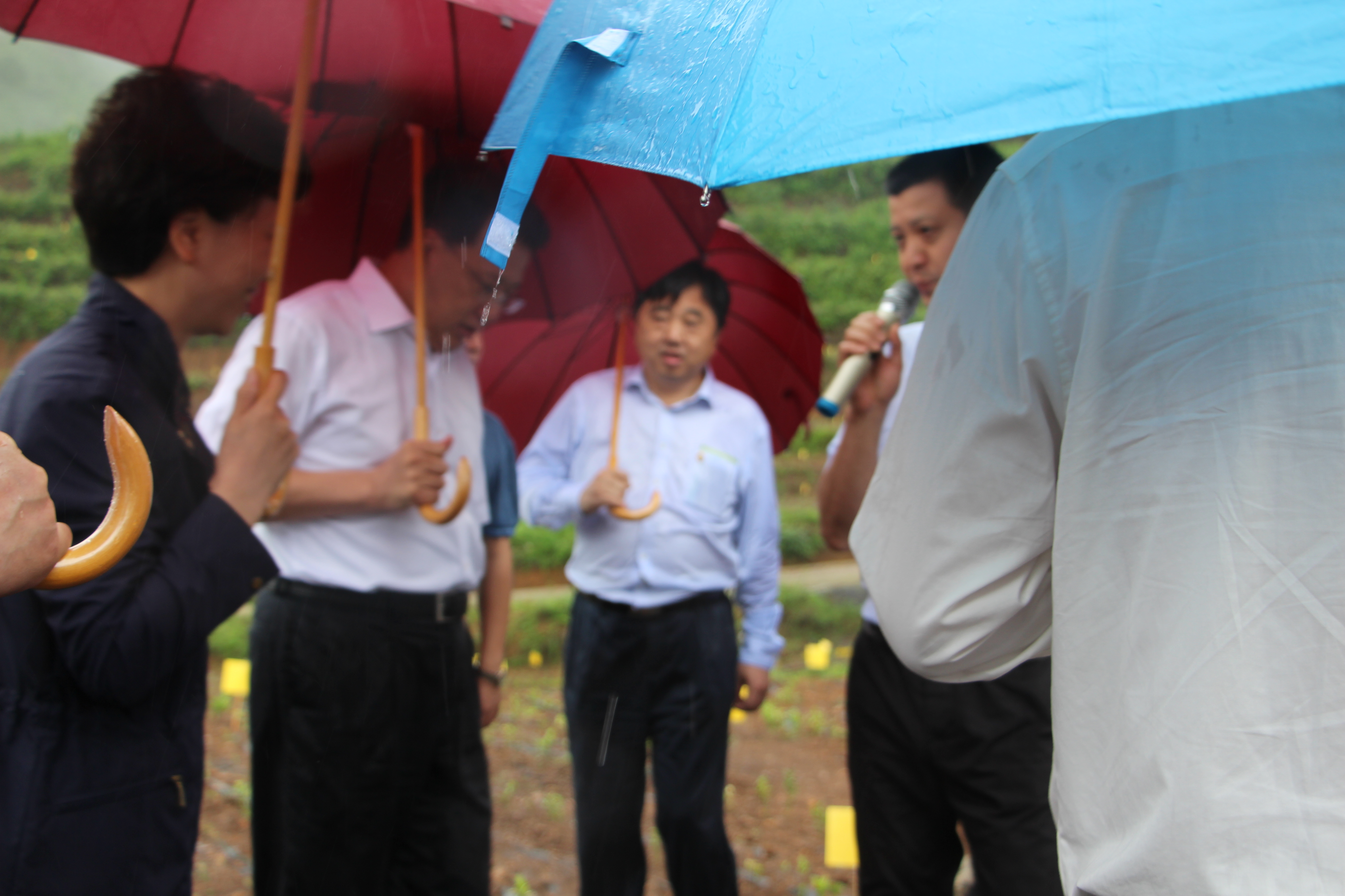 袁家军省长考察开云app官方版入口 - 开云专业的云端应用服务平台贵州普安“白叶一号”工程种植基地