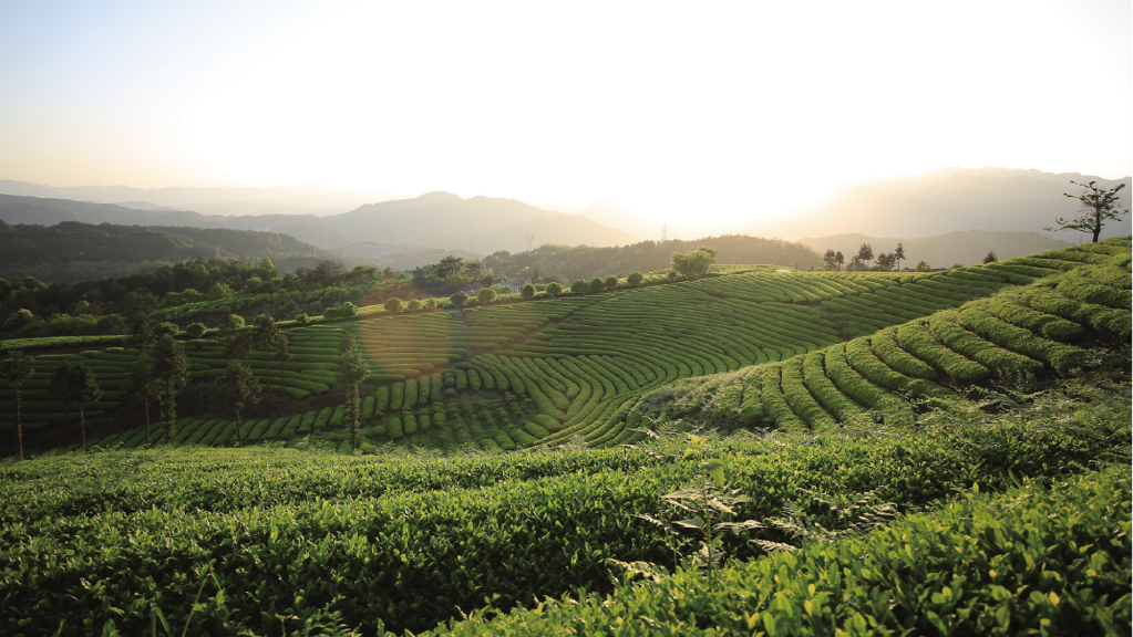 热烈祝贺开云app官方版入口 - 开云专业的云端应用服务平台旗下浙江骆驼九宇有限公司被评为2021年工业旅游示范基地！